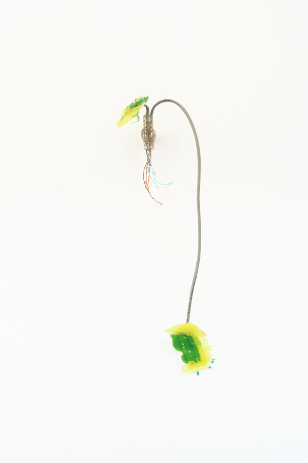 Gillian Brett, Bromus Driandus, 2022