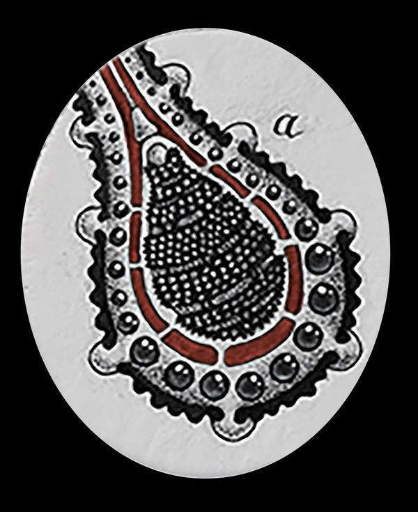 Zoetica Ebb Princeps Sanguinem, 2018