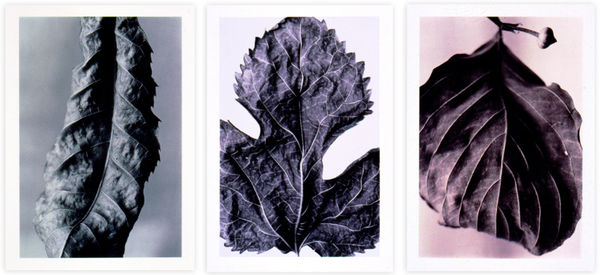 Ray Charles White, Delaware Suite, 1999