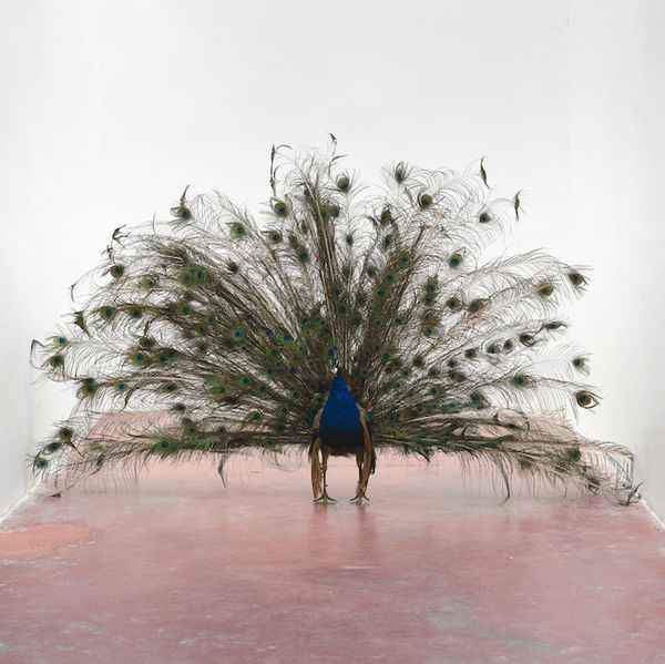 Adel Abdessemed, Alexandre, 2014