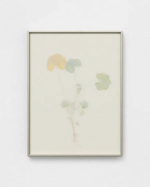 Dor Guez, Khubayza, 2024