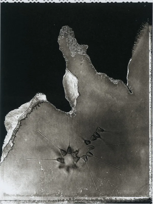 Jan C. Schlegel, Plate #17, 2024