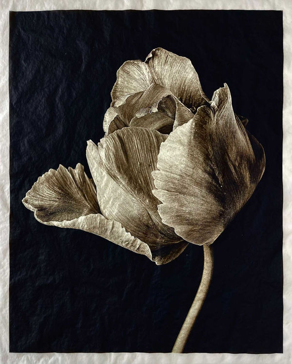 Jan C. Schlegel Tulip #2, 2023