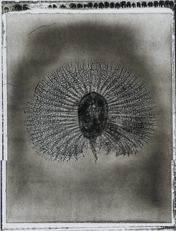 Jan C. Schlegel, Plate #46, 2024