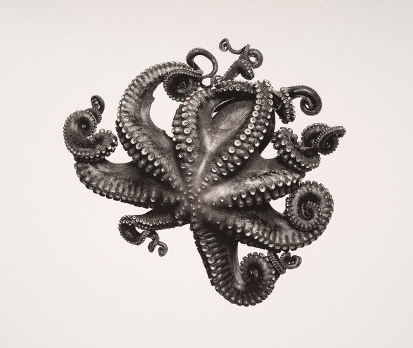 Jan C. Schlegel Octopus Vulgaris, 2018