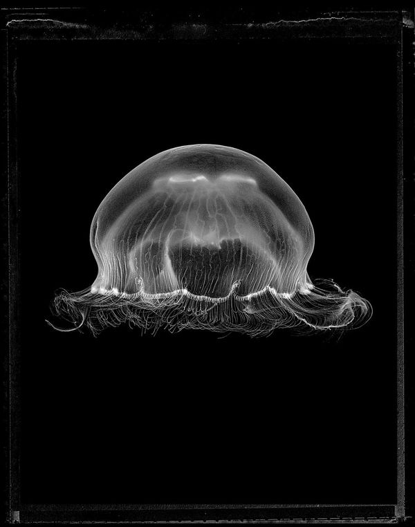 Jan C. Schlegel Moon Jellyfish #2 (Aurelia Aurita), 2023