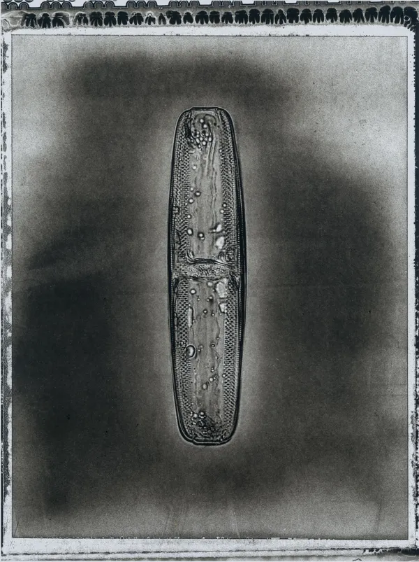 Jan C. Schlegel, Plate #42, 2024