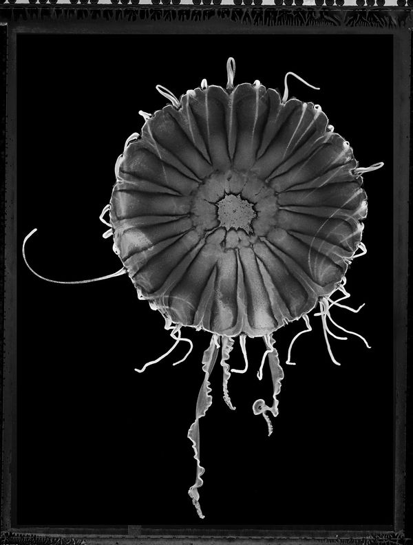 Jan C. Schlegel, Japanese Sea Nettle (Chrysaora Melanaster), 2021
