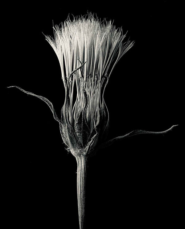 Jan C. Schlegel Tragopogon Pratensis #2, 2023