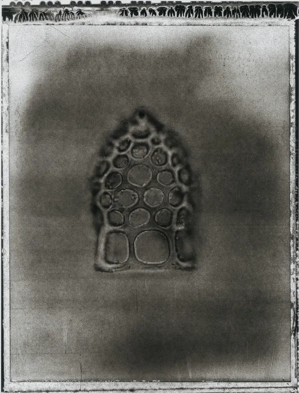 Jan C. Schlegel, Plate #41, 2024