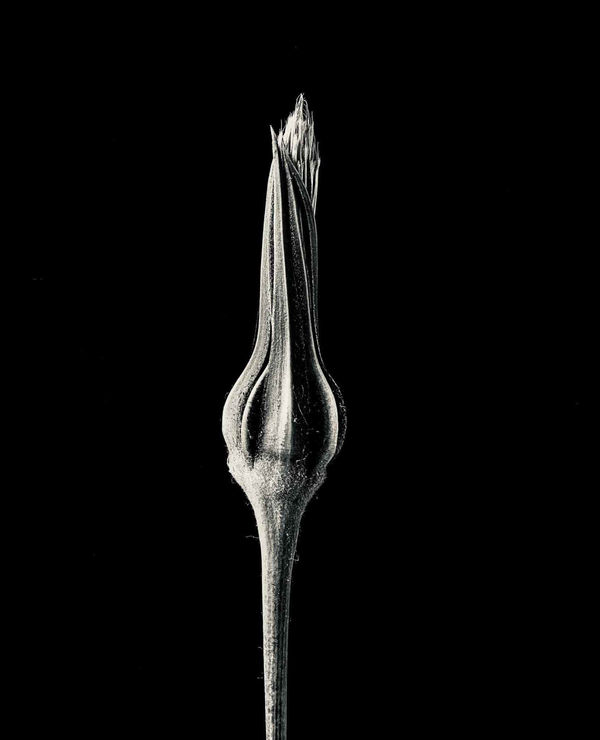 Jan C. Schlegel Tragopogon Pratensis #1, 2023