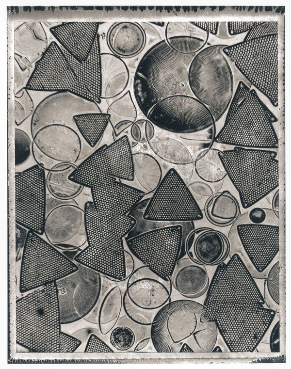 Jan C. Schlegel Plate #44, 2024