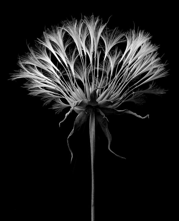 Jan C. Schlegel Tragopogon Pratensis #3, 2023