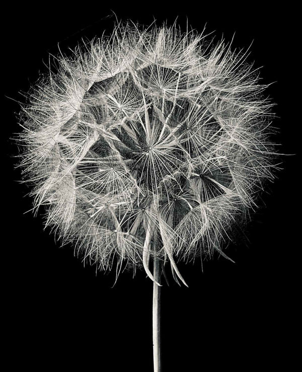 Jan C. Schlegel Tragopogon Pratensis #4, 2023