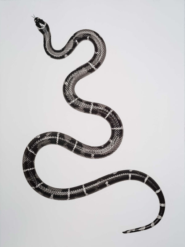 Jan C. Schlegel Snake 6, 2020
