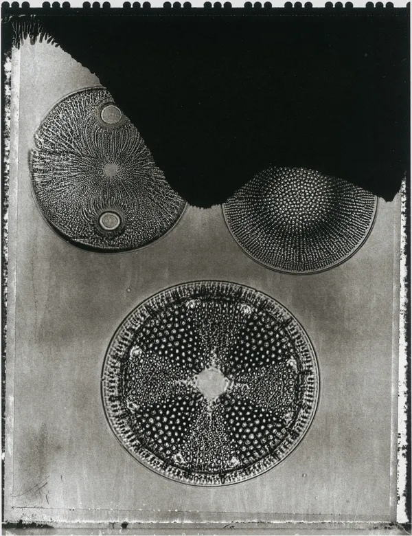 Jan C. Schlegel, Plate #30, 2024
