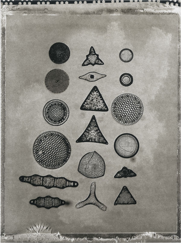 Jan C. Schlegel, Plate #51, 2024