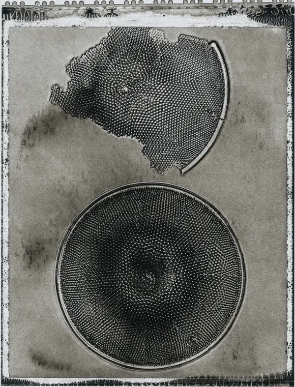 Jan C. Schlegel, Plate #33, 2024