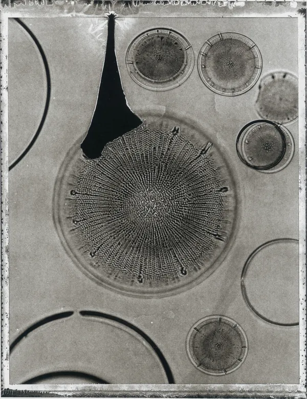Jan C. Schlegel, Plate #24, 2024
