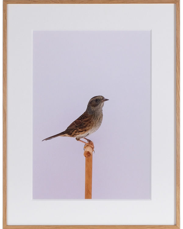 Luke Stephenson, Dunnock #2 (Hedge Sparrow), 2018