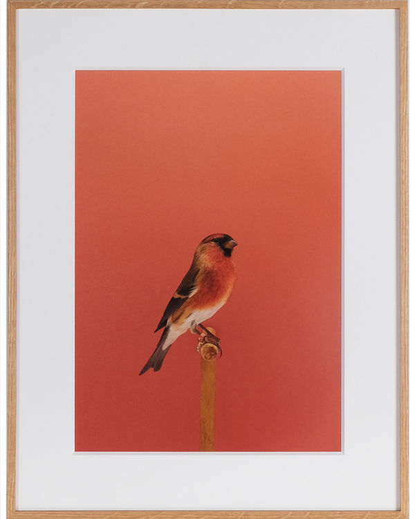 Luke Stephenson, Redpoll x Bullfinch #1 (Hybrid), 2017
