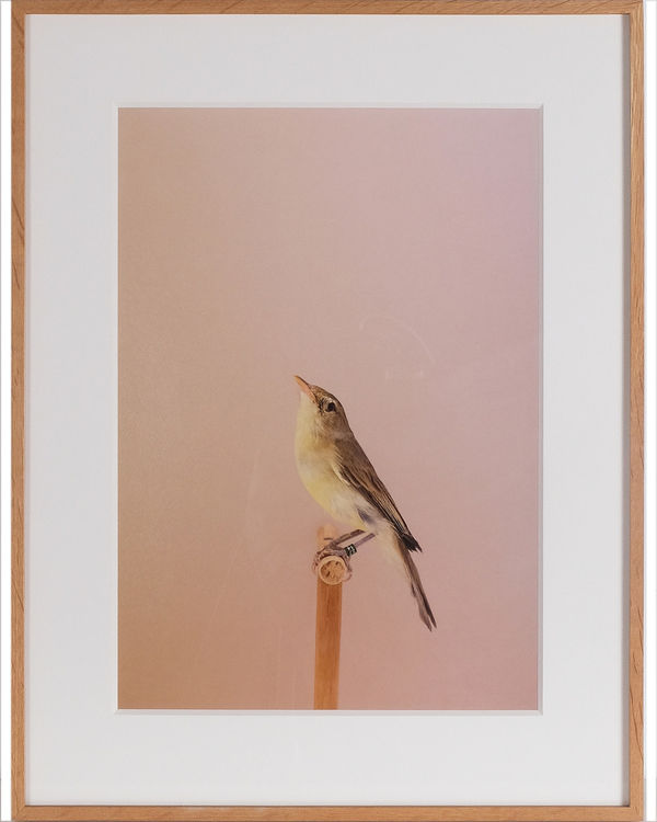 Luke Stephenson, Icterine Warbler #1, 2016