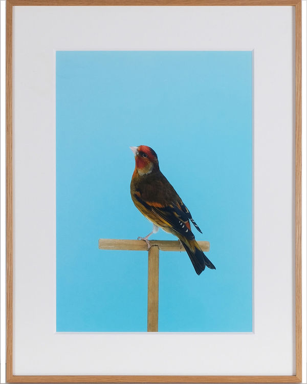 Luke Stephenson, Goldfinch #3 (Mule), 2017