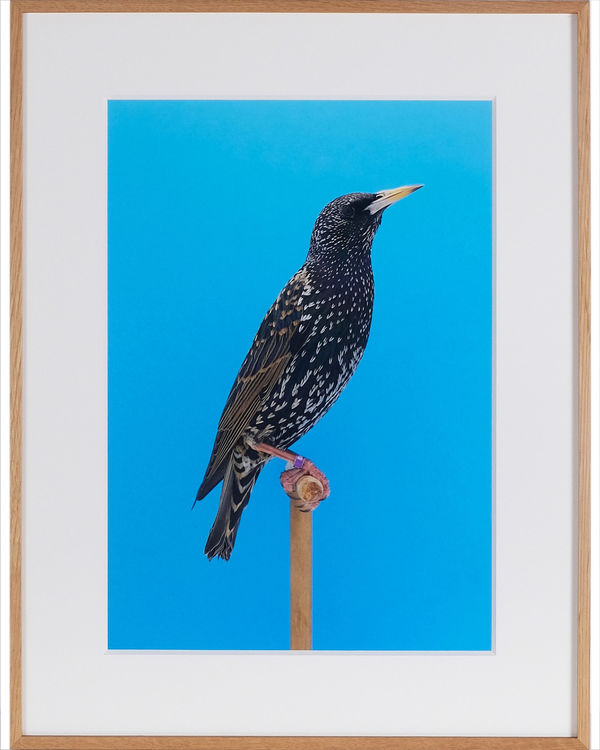 Luke Stephenson, Starling #1, 2017