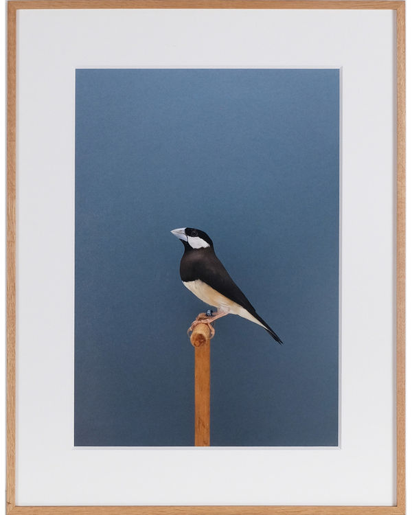Luke Stephenson, Timor Sparrow #1, 2018
