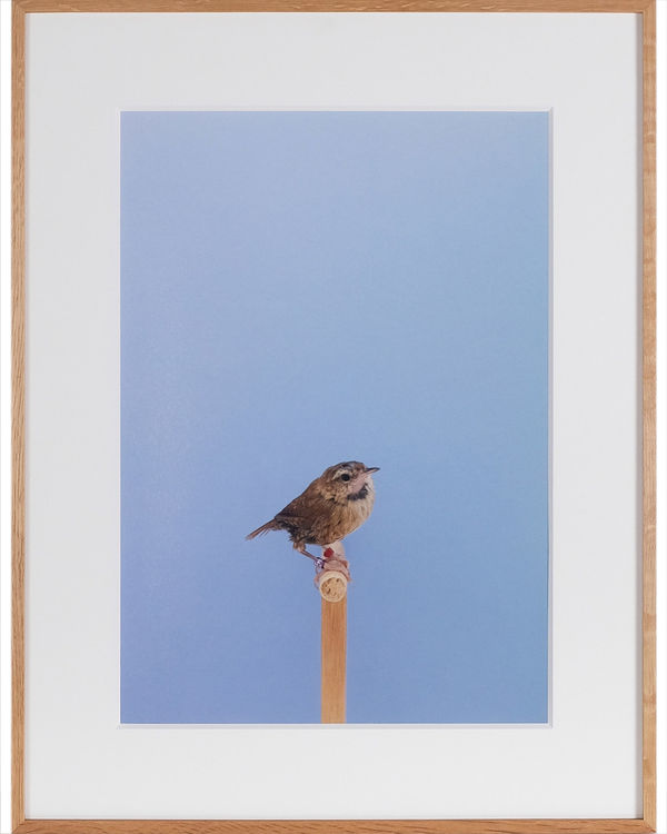 Luke Stephenson, Wren #1, 2016