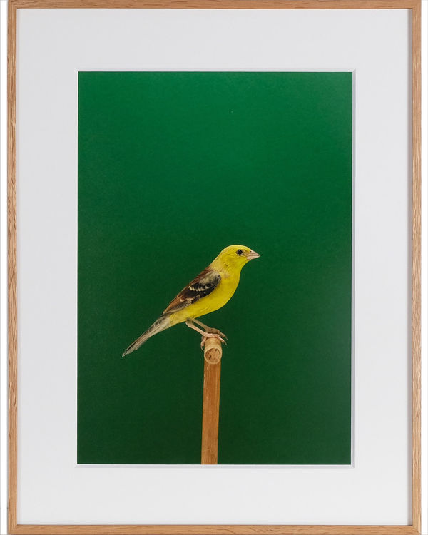 Luke Stephenson, Golden Song Sparrow #1 (Cock), 2018