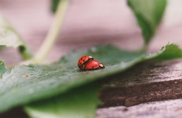 Malia Jensen Insex: Lady Bugs, 2020 archival inkjet print on Hahnemühle metallic photo rag 4.5 x 7" image 14 x 15" framed