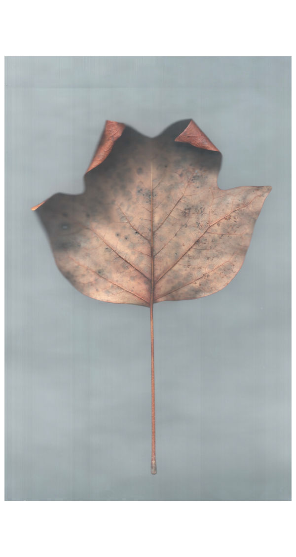 Ann Hamilton sense · tulip polar leaf, 2022 archival pigment print on Japanese gampi paper 49.5 x 32" image 67.5 x 33.5" paper