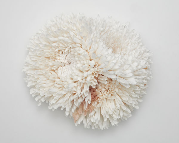 Tiffanie Turner, Three Chrysanthemums, 2020