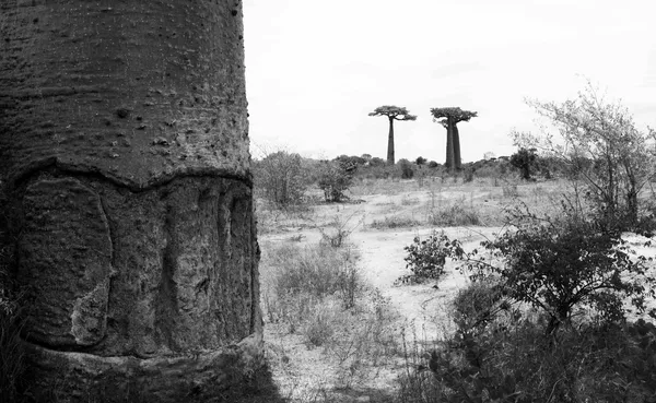 Margaux Panel, A few, Madagascar, 2019