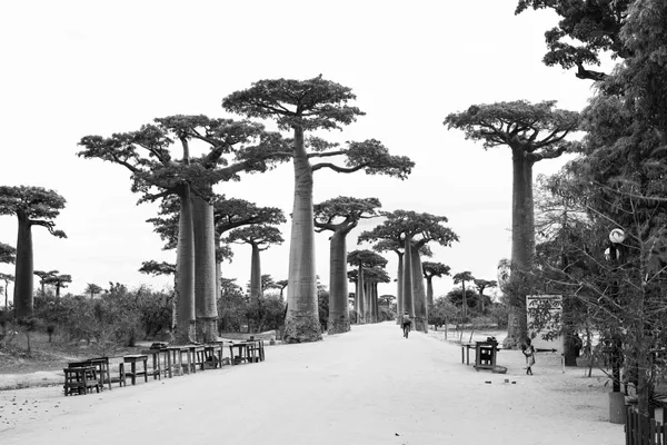 Margaux Panel, Alley of the Baobabs, Madagascar, 2019