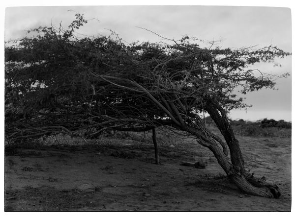 Beatriz Grau, Moverse con el viento VII, 2025