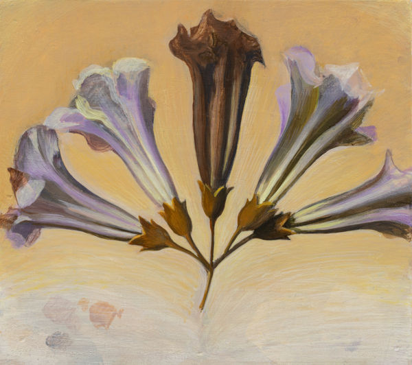 张安 ZHANG An, 泡桐花之三 Paulownia Flower 3, 2022