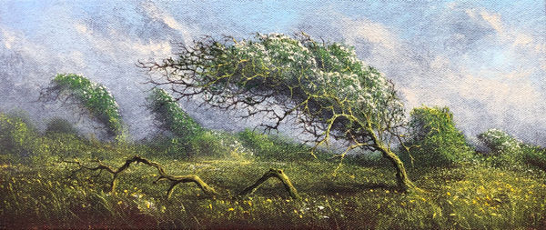 Gerald Dewsbury, Blossomed Hawthorn, 2024