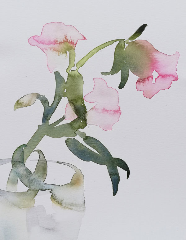 Susan Kane, Campanula