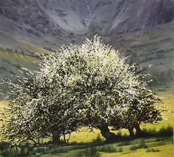 Ceri Auckland Davies, Tree, Dinas Mawddwy