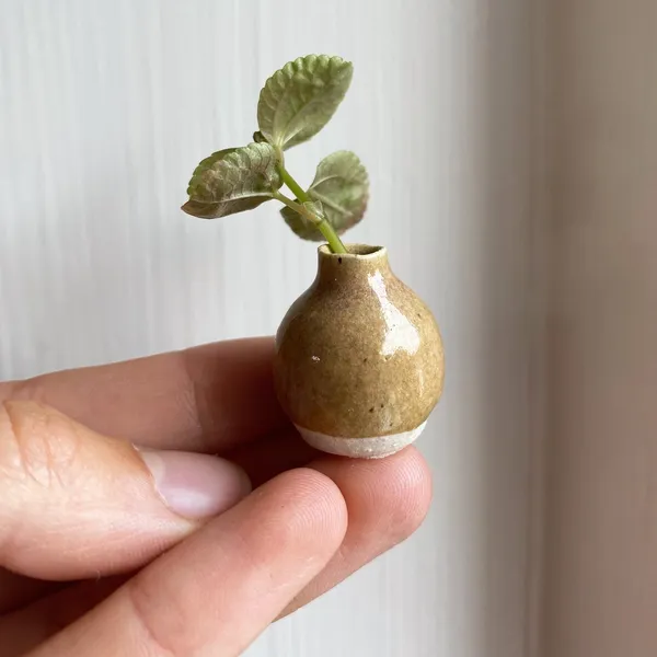 Tilly Slight, Opal mustard II, 2020