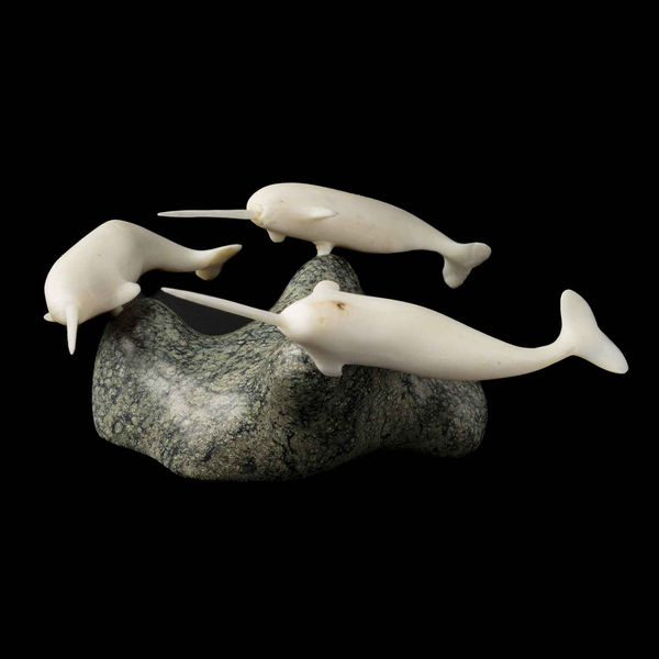 Three Narwhals Swimming