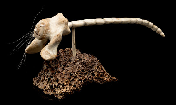 Lot 30 NICK SIKKUARK (1943-2013) KUGAARUK (PELLY BAY) / UQSUQTUUQ (GJOA HAVEN) Ice Worm Spirit, 1997 whale bone, antler, and hair, 4 x 7.75 x 3.5 in (10.2 x 19.7 x 8.9 cm) ESTIMATE: $1,500 — $2,500 PRICE REALIZED: $2,928.00