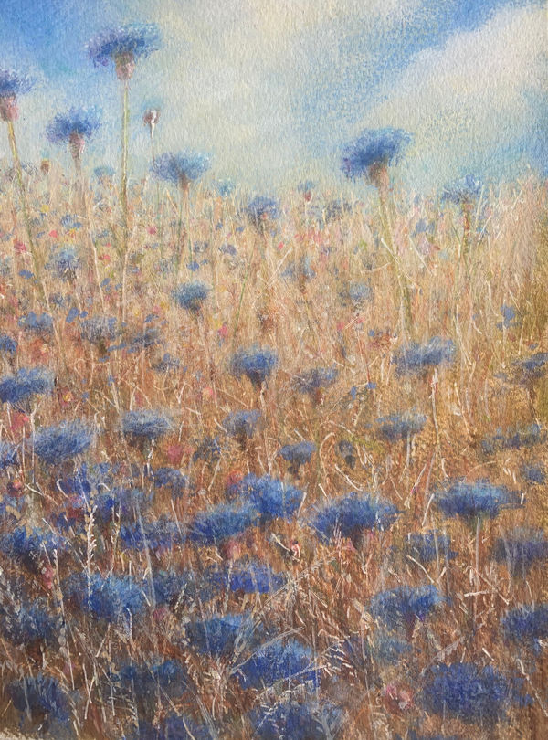 Lincoln Seligman Cornflowers 2