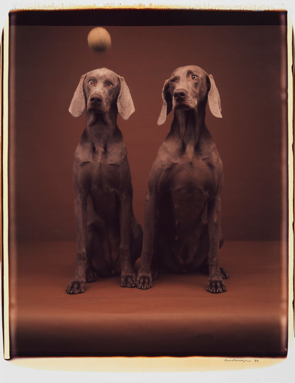 William Wegman, Untitled, 1990.