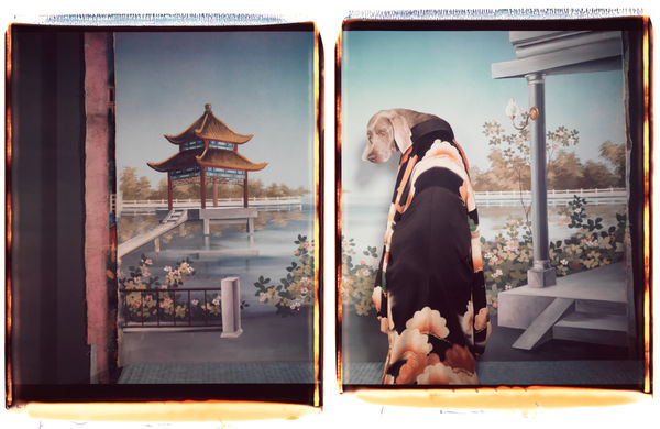 William Wegman, Madame Butterfly, 1997.