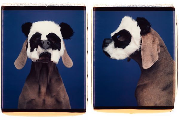 William Wegman, Animalque, 1994.