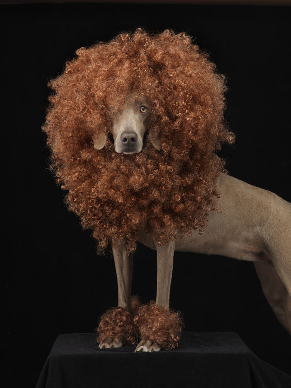 William Wegman, Penny the Poodle, 2011.