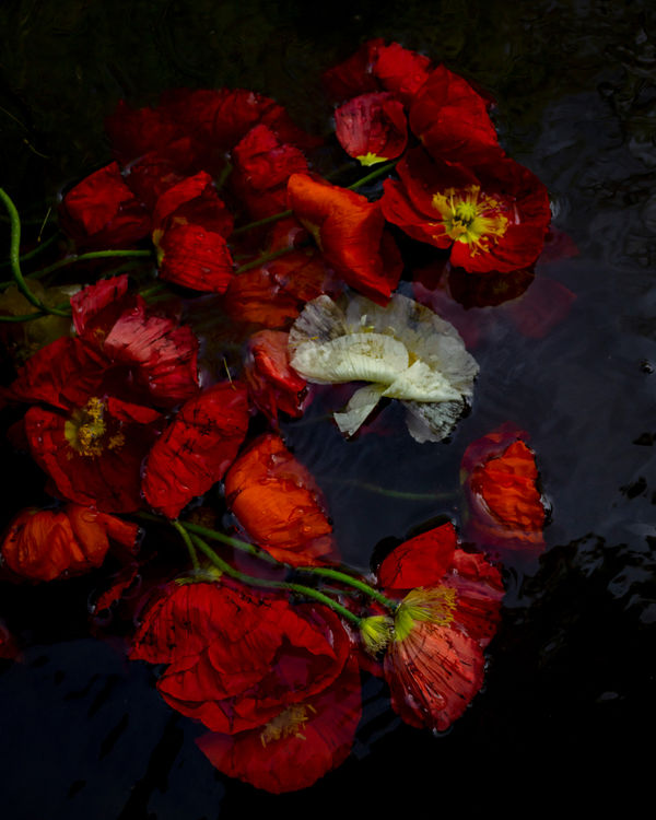 Cig Harvey - Poppies (Sinking), Rockport, Maine, 2020.